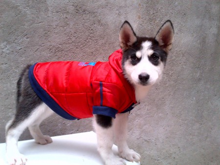 chamarra impermeable